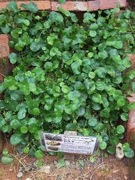 「香菇草」的圖片搜尋結果