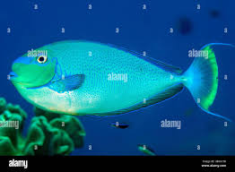 Image result for Naso hexacanthus