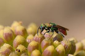Attēlu rezultāti vaicājumam “Hedychrum sp.”