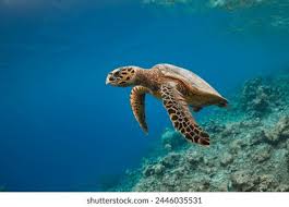 Image result for Eretmochelys imbricata