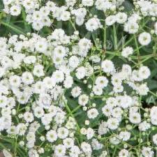 Attēlu rezultāti vaicājumam “Gypsophila paniculata leaf”