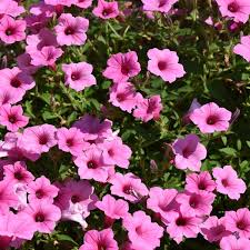 Image result for Petunia hybrida