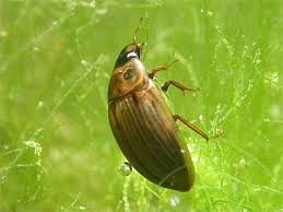 Attēlu rezultāti vaicājumam “Enochrus affinis”