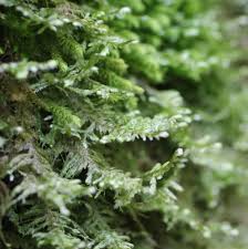 Attēlu rezultāti vaicājumam “Neckera complanata”