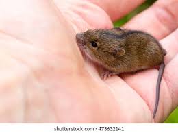 Attēlu rezultāti vaicājumam “Sicista betulina”