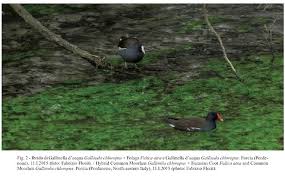 Attēlu rezultāti vaicājumam “Gallinula chloropus juvenile”