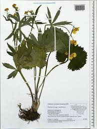 Attēlu rezultāti vaicājumam “Ranunculus cassubicus”