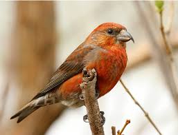 Image result for Loxia curvirostra