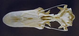 Image result for Melanitta perspicillata