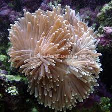 Image result for Anemonenarten