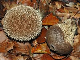 Attēlu rezultāti vaicājumam “Lycoperdon echinatum”
