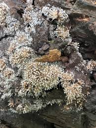 Attēlu rezultāti vaicājumam “Oligonema favogineum”