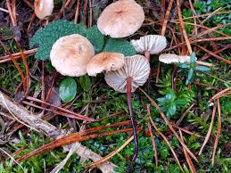 Attēlu rezultāti vaicājumam “Myriosclerotinia scirpicola”
