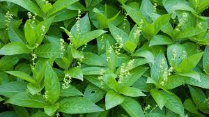 Attēlu rezultāti vaicājumam “Mercurialis perennis leaf”