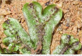 Attēlu rezultāti vaicājumam “Marchantiopsida”