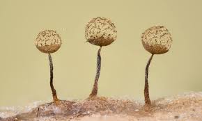 Attēlu rezultāti vaicājumam “Cribraria aurantiaca spores”