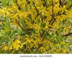 Attēlu rezultāti vaicājumam “Forsythia suspensa flower”