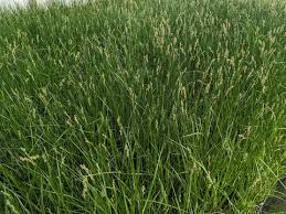 Attēlu rezultāti vaicājumam “Carex paupercula”