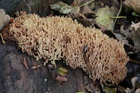 Attēlu rezultāti vaicājumam “Ramaria stricta”