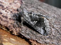 Attēlu rezultāti vaicājumam “Syngrapha interrogationis”