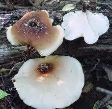 Attēlu rezultāti vaicājumam “Polyporus badius”