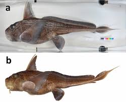 Attēlu rezultāti vaicājumam “Chimabachidae”