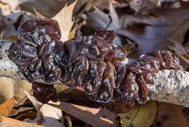 Attēlu rezultāti vaicājumam “Exidia glandulosa”