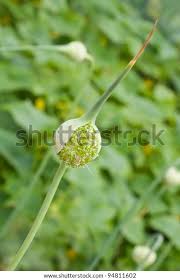 Attēlu rezultāti vaicājumam “Allium sativum bud”