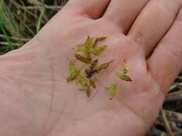 Attēlu rezultāti vaicājumam “Lemna trisulca”