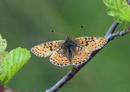 Attēlu rezultāti vaicājumam “Boloria aquilonaris upperside”