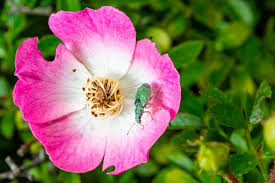 Attēlu rezultāti vaicājumam “Chlorophanus viridis”