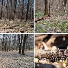 Attēlu rezultāti vaicājumam “Lamproderma pseudomaculatum”