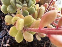 Image result for Aichryson