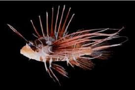 Image result for Pterois radiata