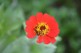 Image result for Zinnia violacea