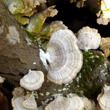 Attēlu rezultāti vaicājumam “Trametes ochracea”