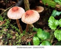 Attēlu rezultāti vaicājumam “Gymnopilus sapineus”