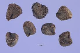 Image result for Kornrade