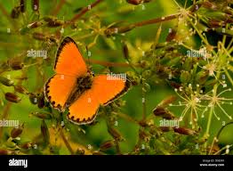Attēlu rezultāti vaicājumam “Lycaena virgaureae male”
