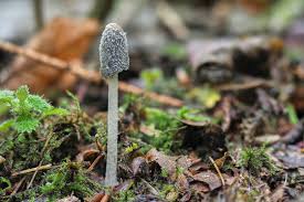 Attēlu rezultāti vaicājumam “Coprinus lagopus”