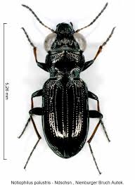 Attēlu rezultāti vaicājumam “Notiophilus palustris”