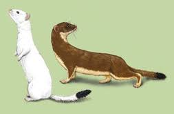 Attēlu rezultāti vaicājumam “Mustela erminea adult”