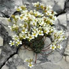 Attēlu rezultāti vaicājumam “Saxifraga cymbalaria fruit”