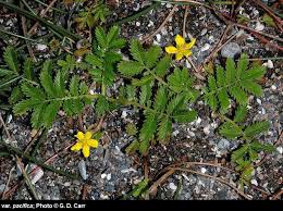 Attēlu rezultāti vaicājumam “Potentilla arenaria leaf”