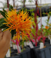 Image result for Carthamus tinctorius