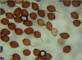 Attēlu rezultāti vaicājumam “Uromyces dactylidis”