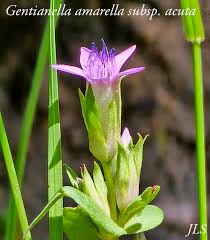 Attēlu rezultāti vaicājumam “Gentianella amarella”