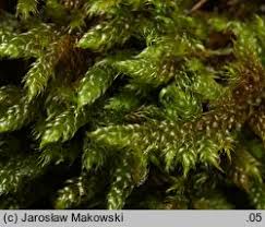 Attēlu rezultāti vaicājumam “Hypnum cupressiforme var. lacunosum sporophyte”
