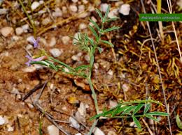 Attēlu rezultāti vaicājumam “Astragalus arenarius”