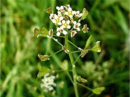 Attēlu rezultāti vaicājumam “Capsella bursa-pastoris flower”